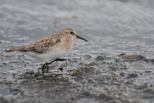 Bécasseau de Baird
