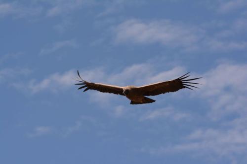 Condor des andes