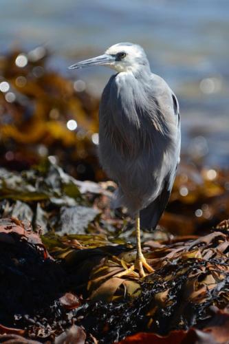 Aigrette à face blanche 