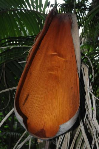 Intérieur d'une palme tombée au sol
