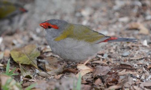 Diamant à cinq couleurs