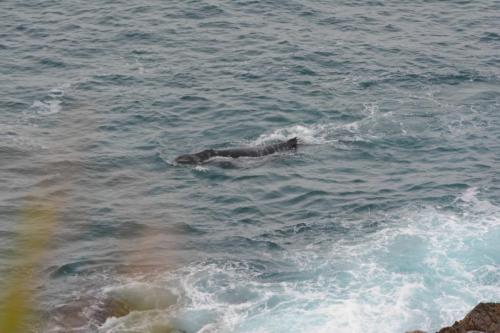 Humpback Whale (Baleine mégaptère)