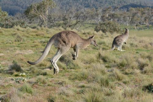 Kangourous