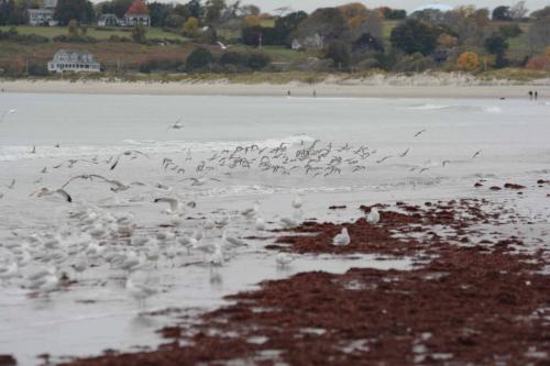 Sachuest Beach (Rhode Island)