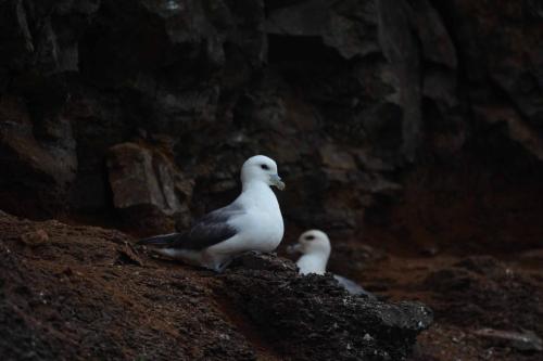 Pétrels fulmar