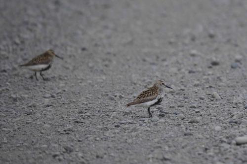 Bécasseaux variables