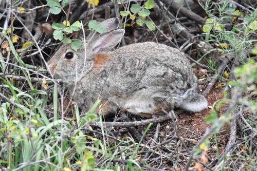 Lapin