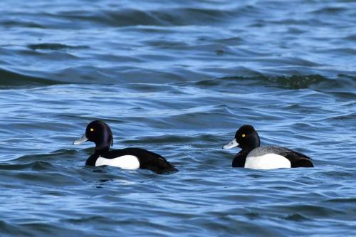 Fuligule morillon et fuligule à tête noire