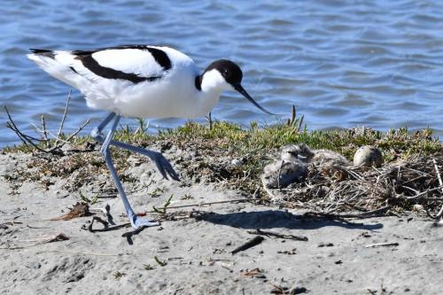 Avocettes élégantes