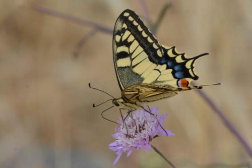 Machaon (Papilio machaon)