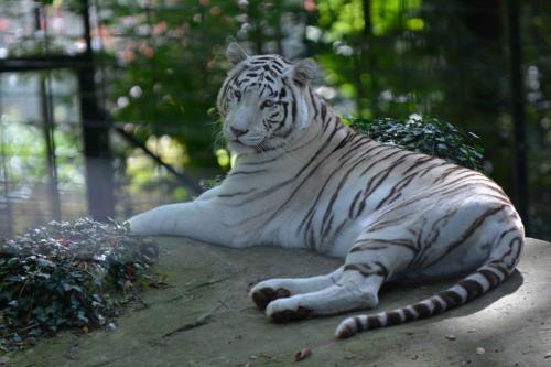 Tigre blanc