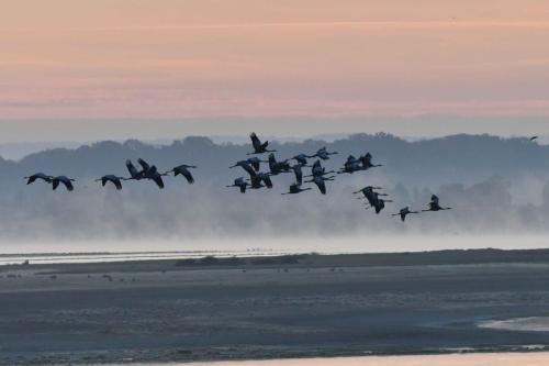 Départ des grues cendrées vers les champs