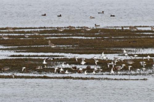 Vol de becasseaux sanderlings, courlis cendrés, canards siffleurs