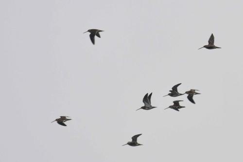 Bécassines des marais