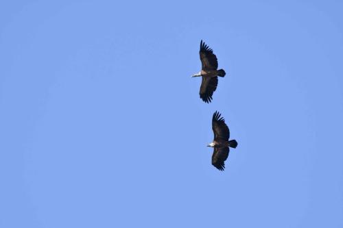 Vautours fauves à Salto del Gitano