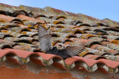 Faucon crécerellette et étourneau unicolore