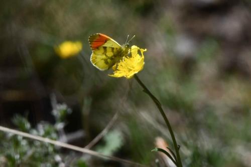 Aurore de Provence