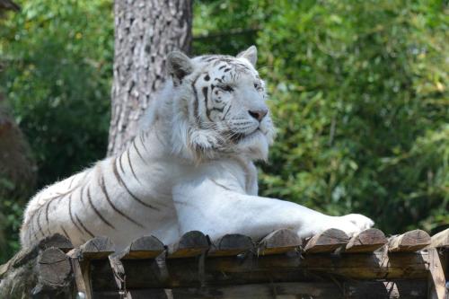 Tigre blanc