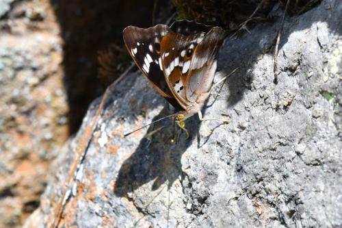 Grand Mars changeant