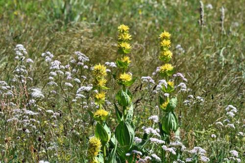 Gentianes jaunes