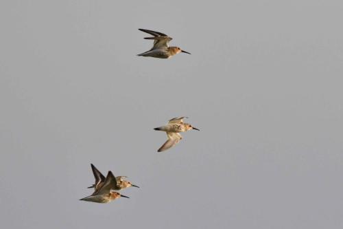 Bécasseaux variables