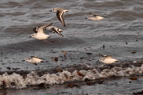 Bécasseaux sanderlings