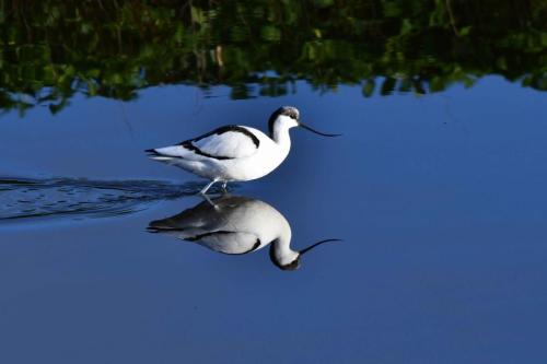 Avocette élégante