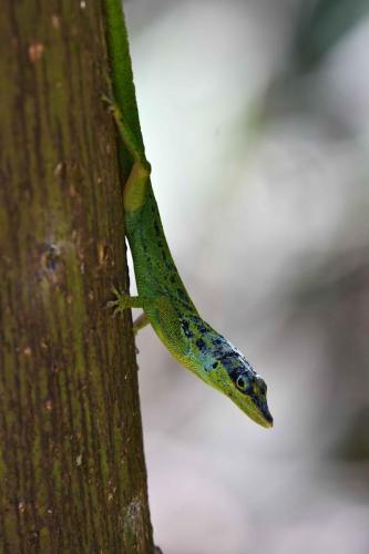 Anolis Roquet