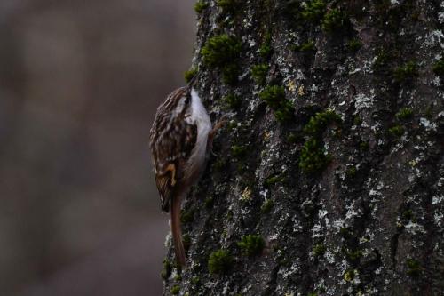 Grimpereau des jardins