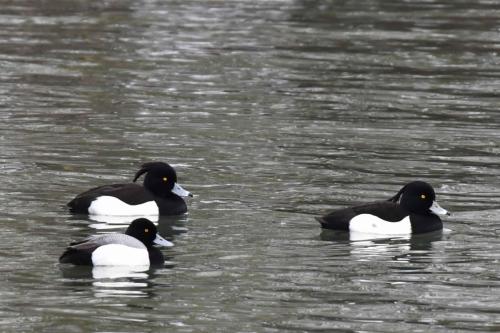 Fuligules morillons et fuligule à tête noire