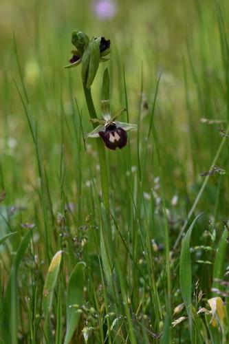 Ophrys araignée