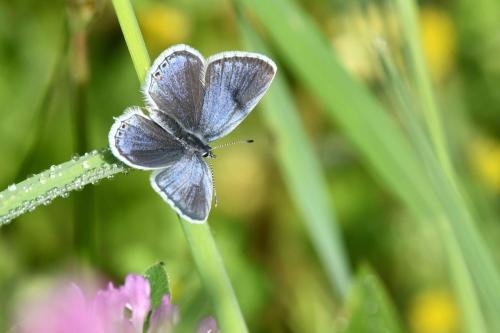 Azuré du trèfle (mâle)