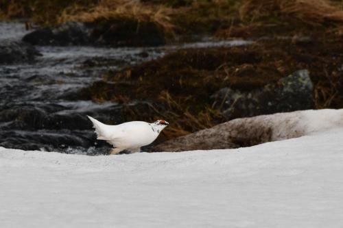 Lagopède alpin, mâle