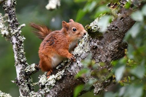 Ecureuil roux