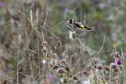 Chardonneret élégant