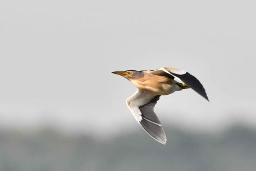 Blongios nain (mâle)