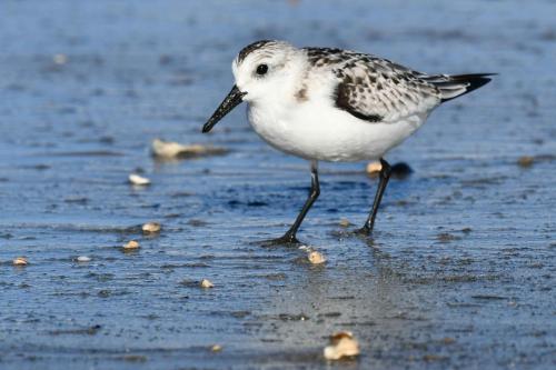 Bécasseau sanderling