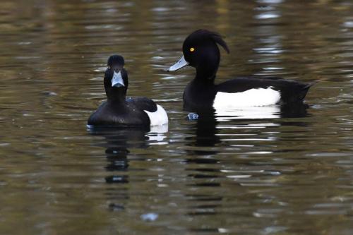 Fuligules morillons