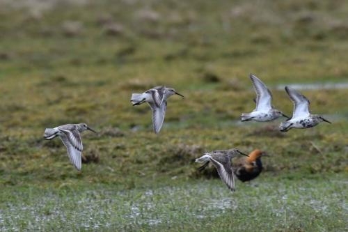 Bécasseaux variables