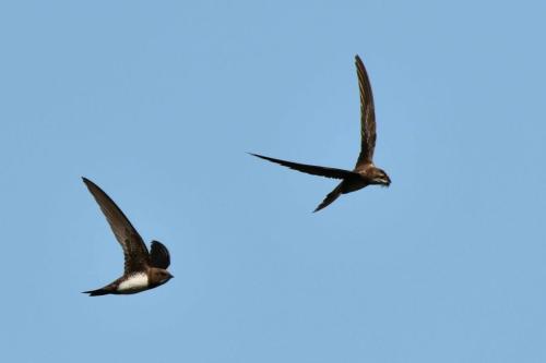 Martinet à ventre blanc