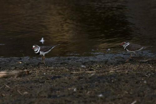 Pluviers à triple collier