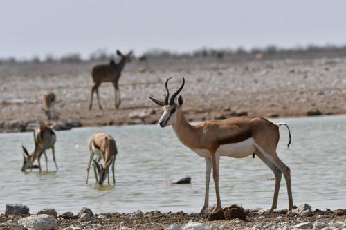 Springbok du Kalahari