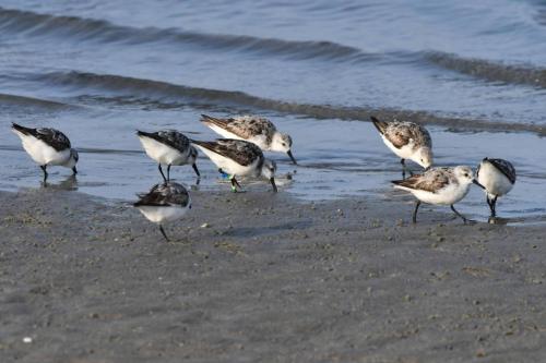 Bécasseaux sanderlings