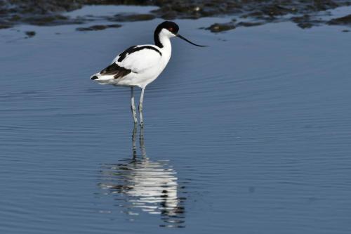Avocette élégante