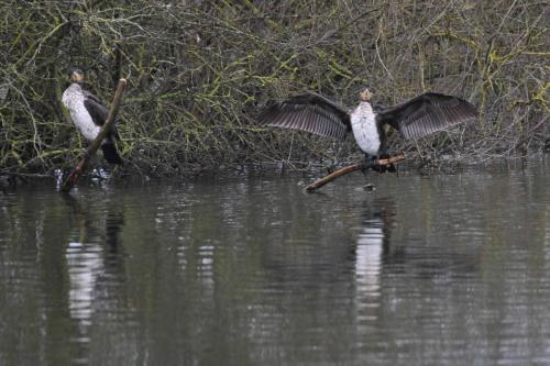 Grands cormorans