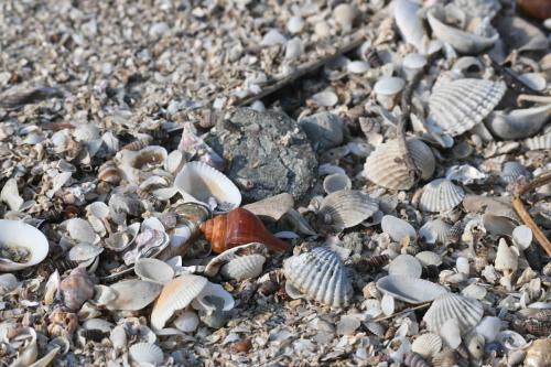 Pak Thale Nature Reserve