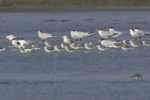 Chevaliers tachetés et sternes caspiennes et un Goéland railleur au centre.