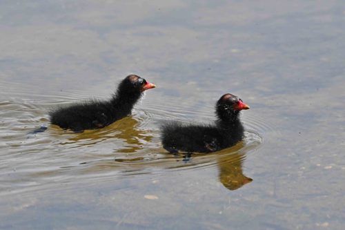 Poules d'eau