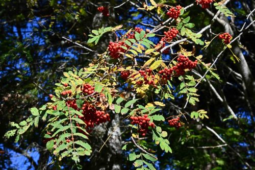 Sorbier des oiseleurs