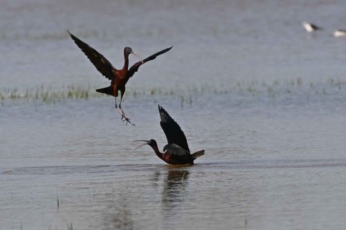 Ibis falcinelles